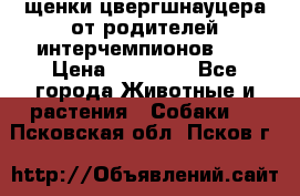 щенки цвергшнауцера от родителей интерчемпионов,   › Цена ­ 35 000 - Все города Животные и растения » Собаки   . Псковская обл.,Псков г.